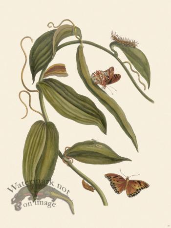 Merian Metamorphosis 25